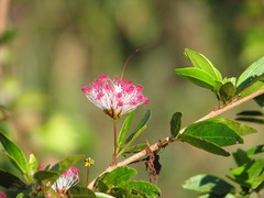 Calliandra tergemina