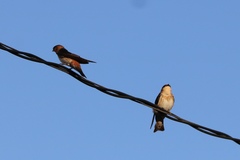 Hirundinidae