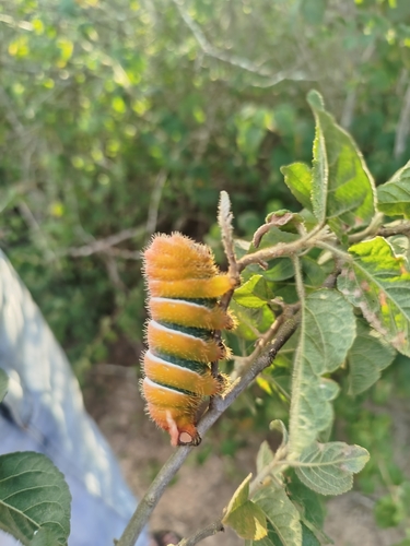 Rothschildia prionia