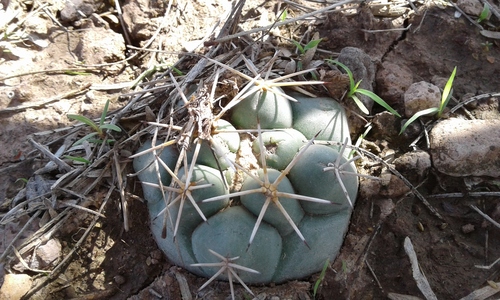 Coryphantha poselgeriana