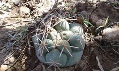 Coryphantha poselgeriana