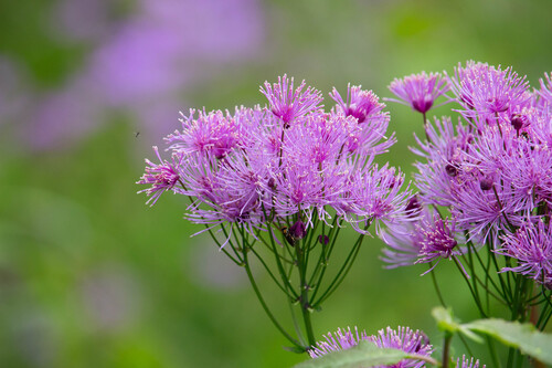 French meadow-rue