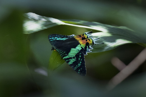 Madagascan Sunset Moth