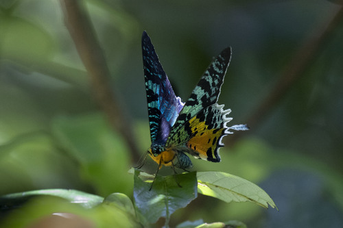 Madagascan Sunset Moth