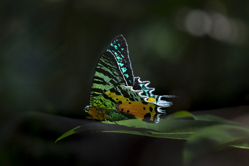 Madagascan Sunset Moth