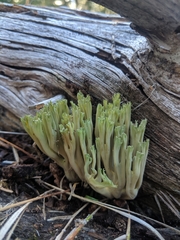 Ramaria apiculata