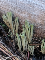 Ramaria apiculata