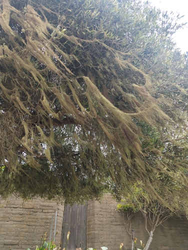 iNaturalist observation photo of lace lichen