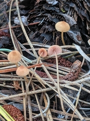Mycena monticola
