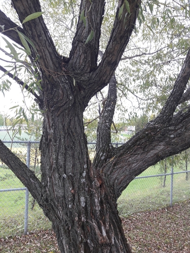 Baltasis gluosnis nuotrauka