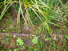 Haloragis erecta erecta