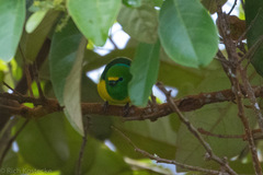 Chlorophonia cyanea