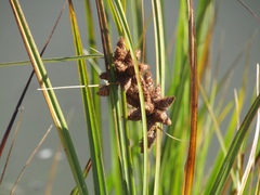 Bolboschoenus robustus