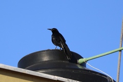 Quiscalus mexicanus