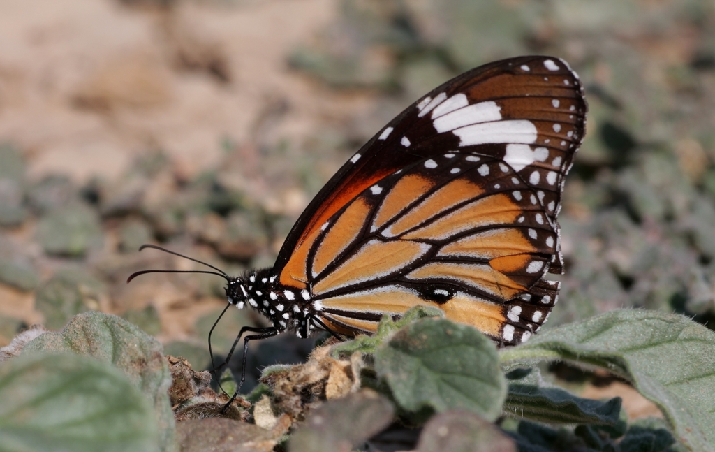 common tiger
