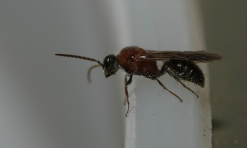Smicromyrme pusillus
