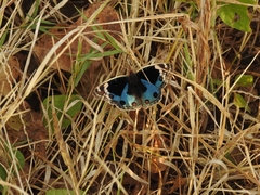 Junonia orithya swinhoei
