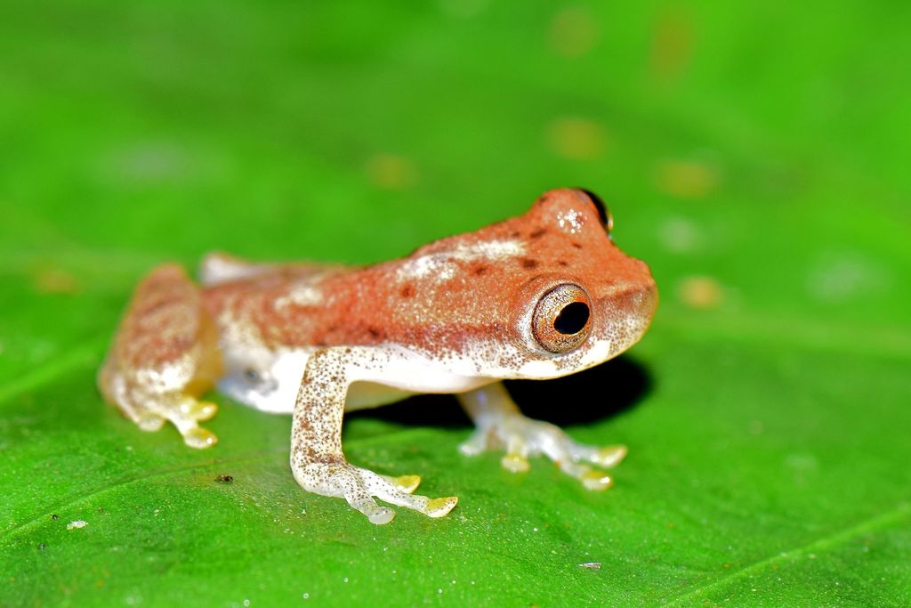 Kurintza Tree Frog
