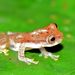 Kurintza Tree Frog - Photo (c) Felipe Campos, some rights reserved (CC BY-NC), uploaded by Felipe Campos
