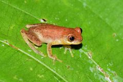 Dendropsophus shiwiarum