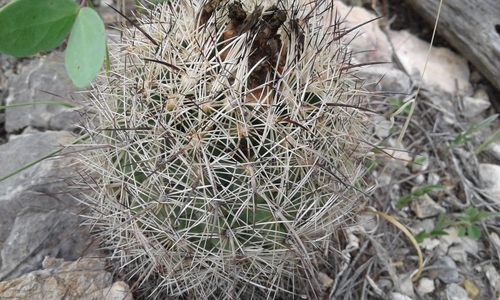 Coryphantha pseudonickelsiae