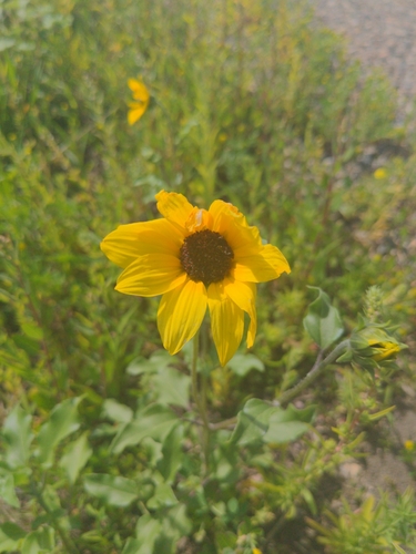prairie sunflower