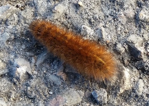 Rudoji meškutė nuotrauka