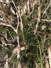 Platysace heterophylla