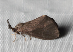 Cryptothelea nigrita