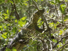 Ctenosaura acanthura