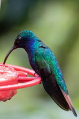 Campylopterus falcatus