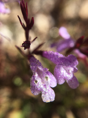 Hedeoma hyssopifolia
