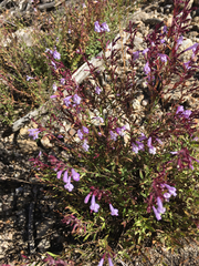 Hedeoma hyssopifolia