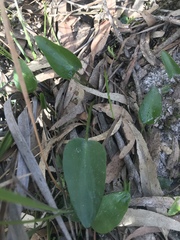 Liparophyllum exaltatum