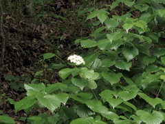 Viburnum bracteatum