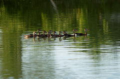 Dendrocygna autumnalis