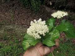 Viburnum bracteatum