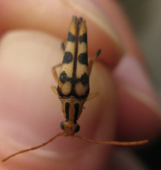 Strangalia luteicornis