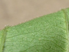 Viburnum bracteatum