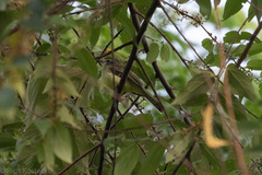 Nesotriccus incomtus
