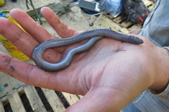 Gymnopis multiplicata