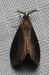 Cryptothelea nigrita