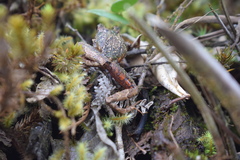 Craugastor melanostictus