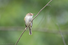 Atalotriccus pilaris