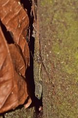 Sphaerodactylidae