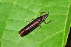 Raphirhinus phosphoreus