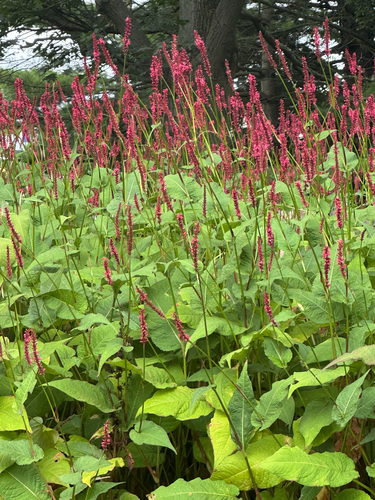 Persicaria amplexicaulis iNat (1)