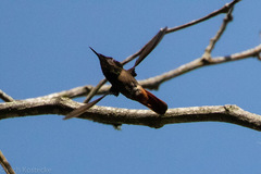 Chrysolampis mosquitus