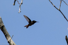Chrysolampis mosquitus