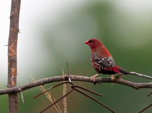Red Avadavat